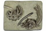 Fossil Crinoids (Agaricocrinus) and Gastropod (Platyceras) - Indiana #359217-1